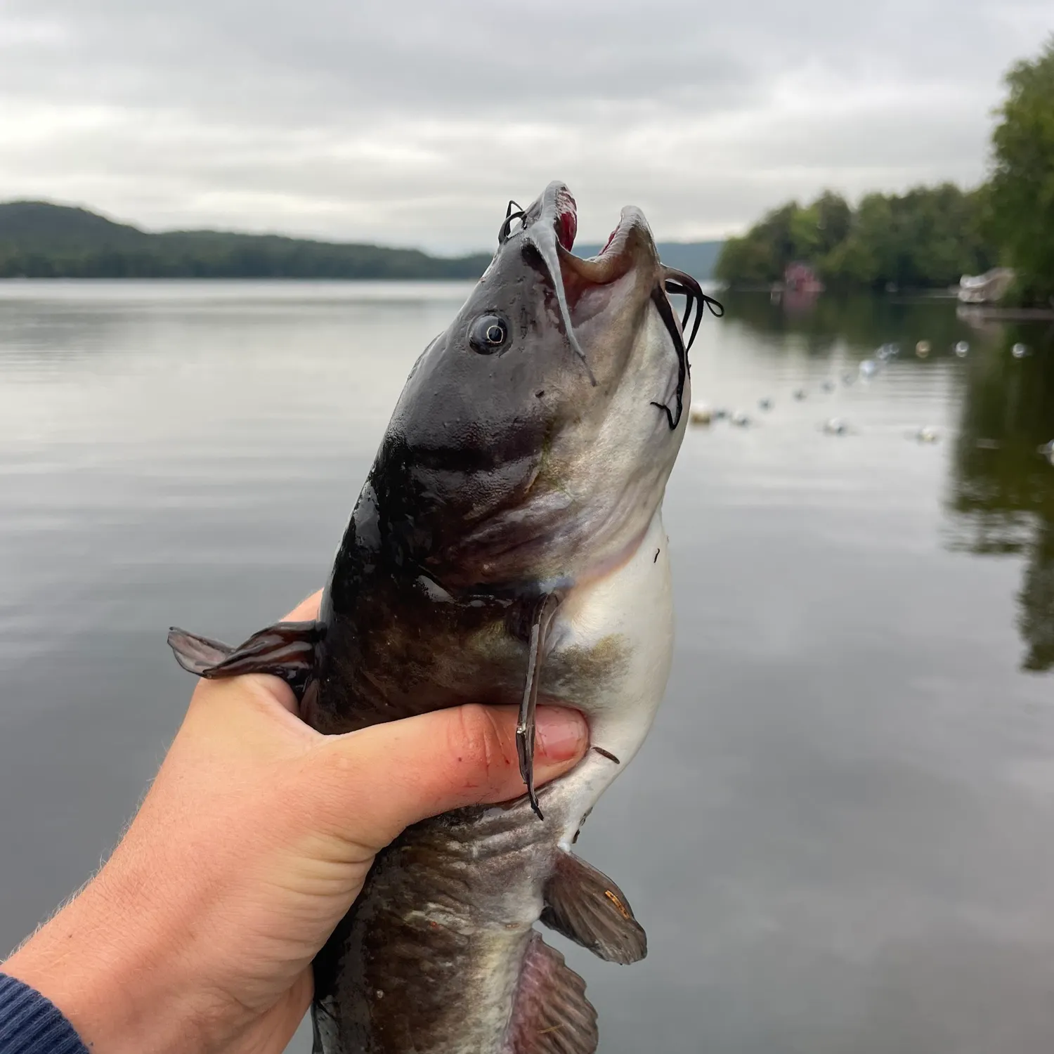 Black bullhead caught on Fishbrain