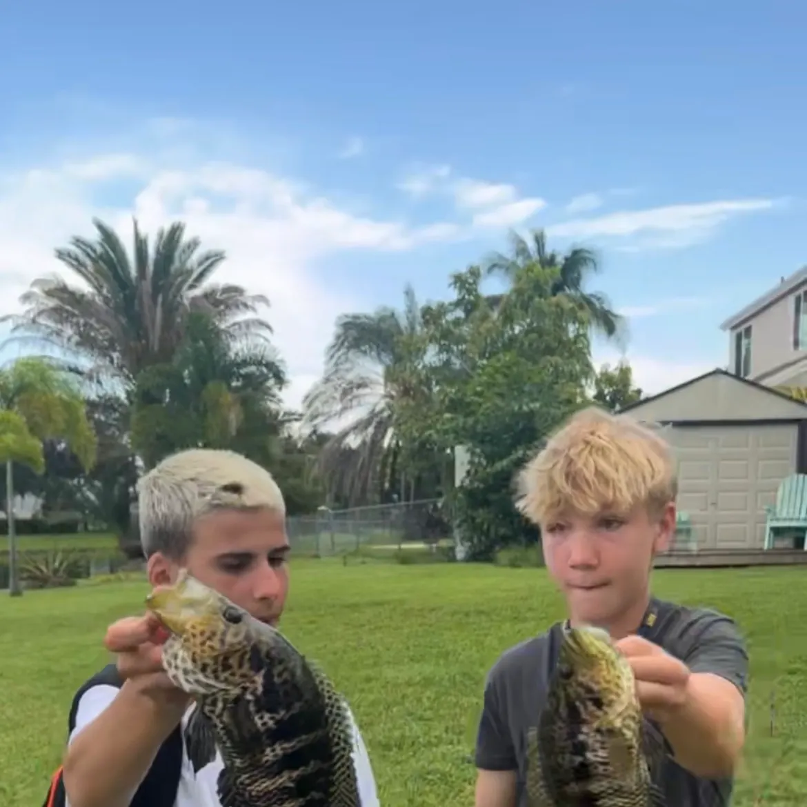 The most recent Jaguar cichlid catches on Fishbrain