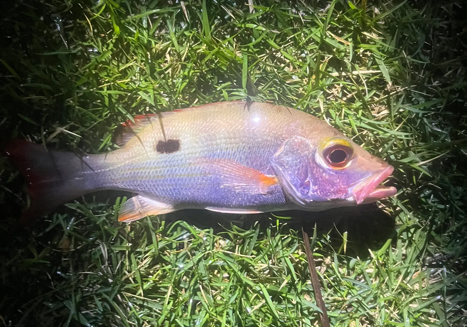 Mahogany snapper