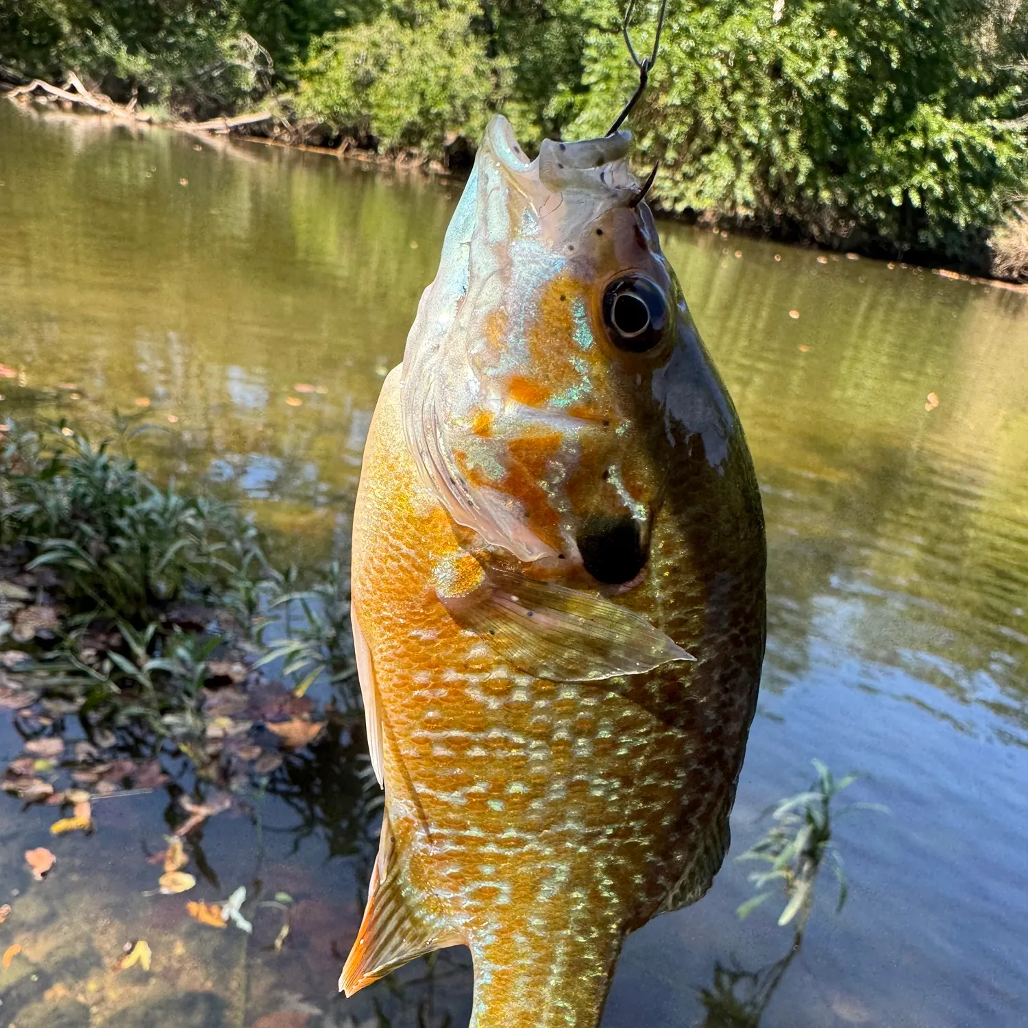 Longear sunfish caught on Fishbrain