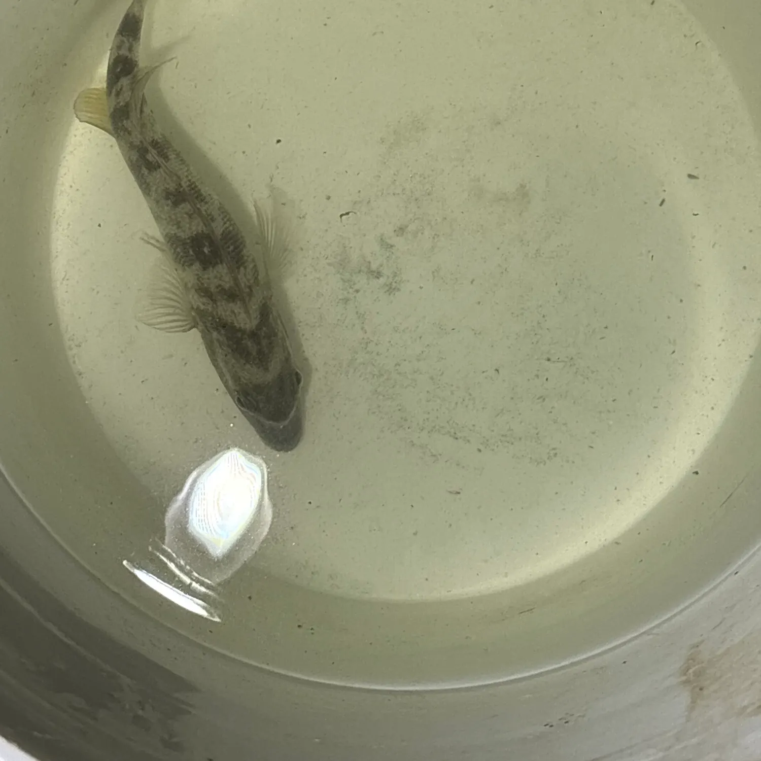 The most recent Sheepshead catches on Fishbrain
