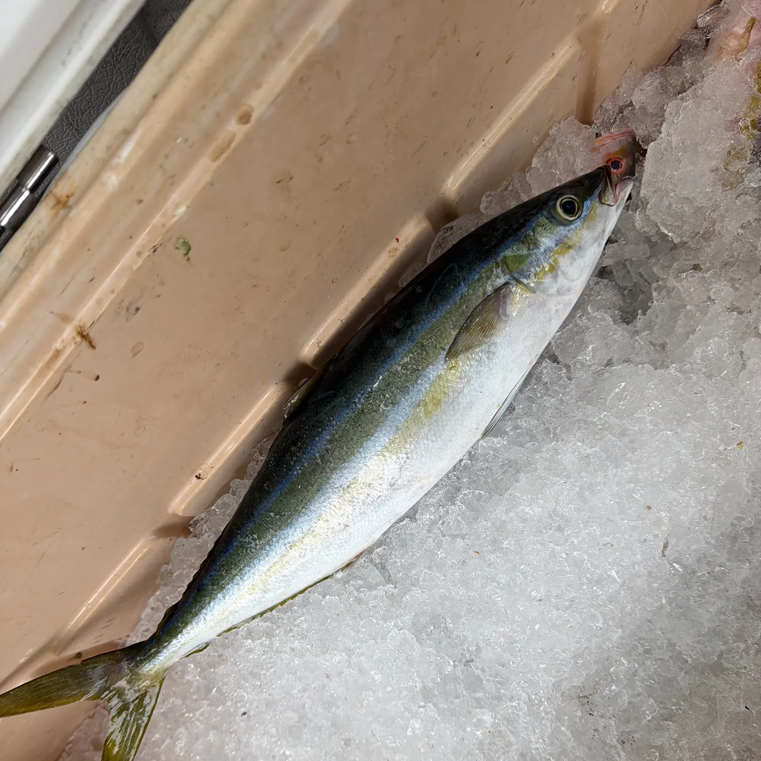 The most recent Rainbow runner catches on Fishbrain