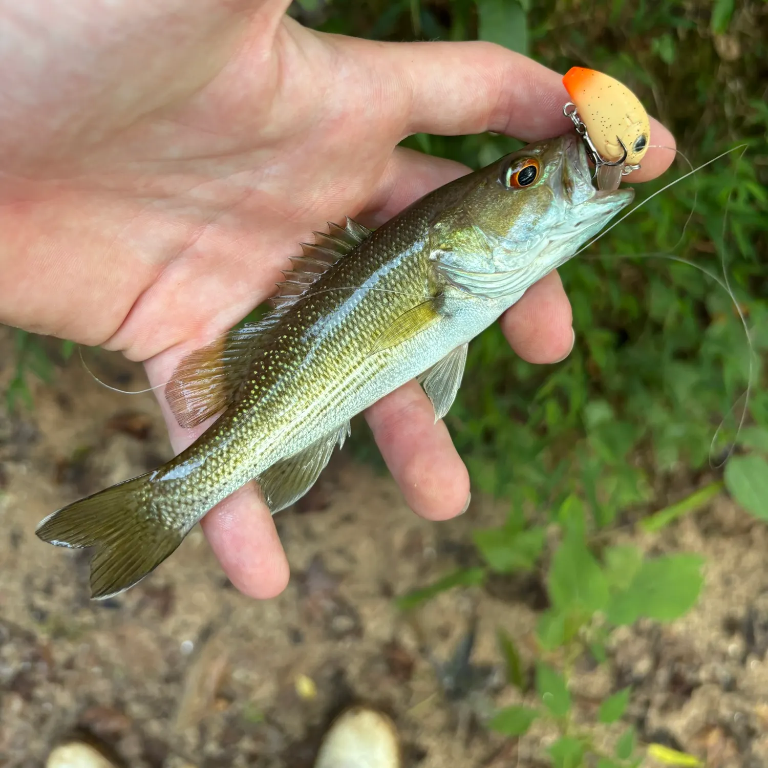 The most recent Tallapoosa bass catches on Fishbrain