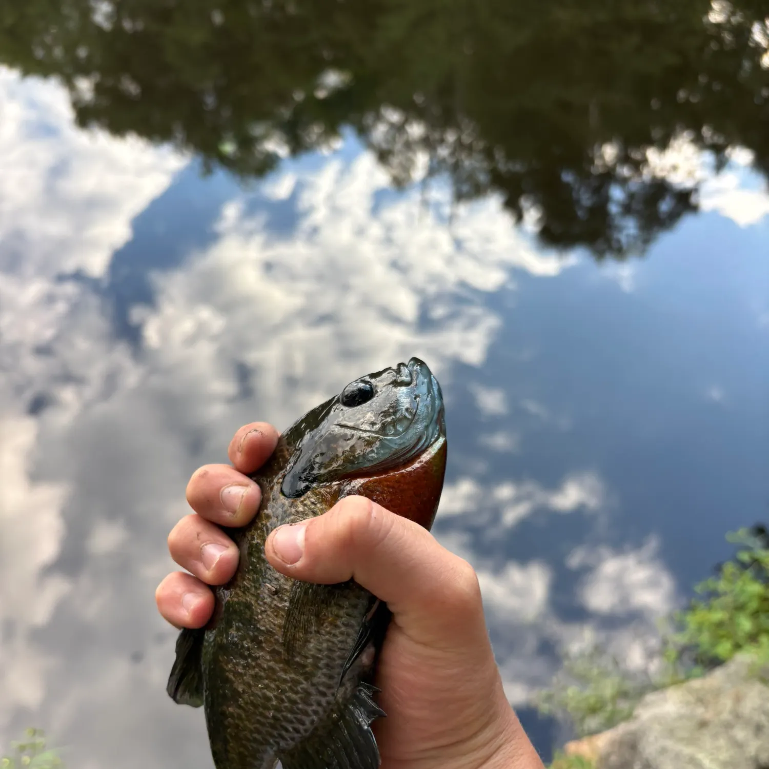 Bluegill caught on Fishbrain