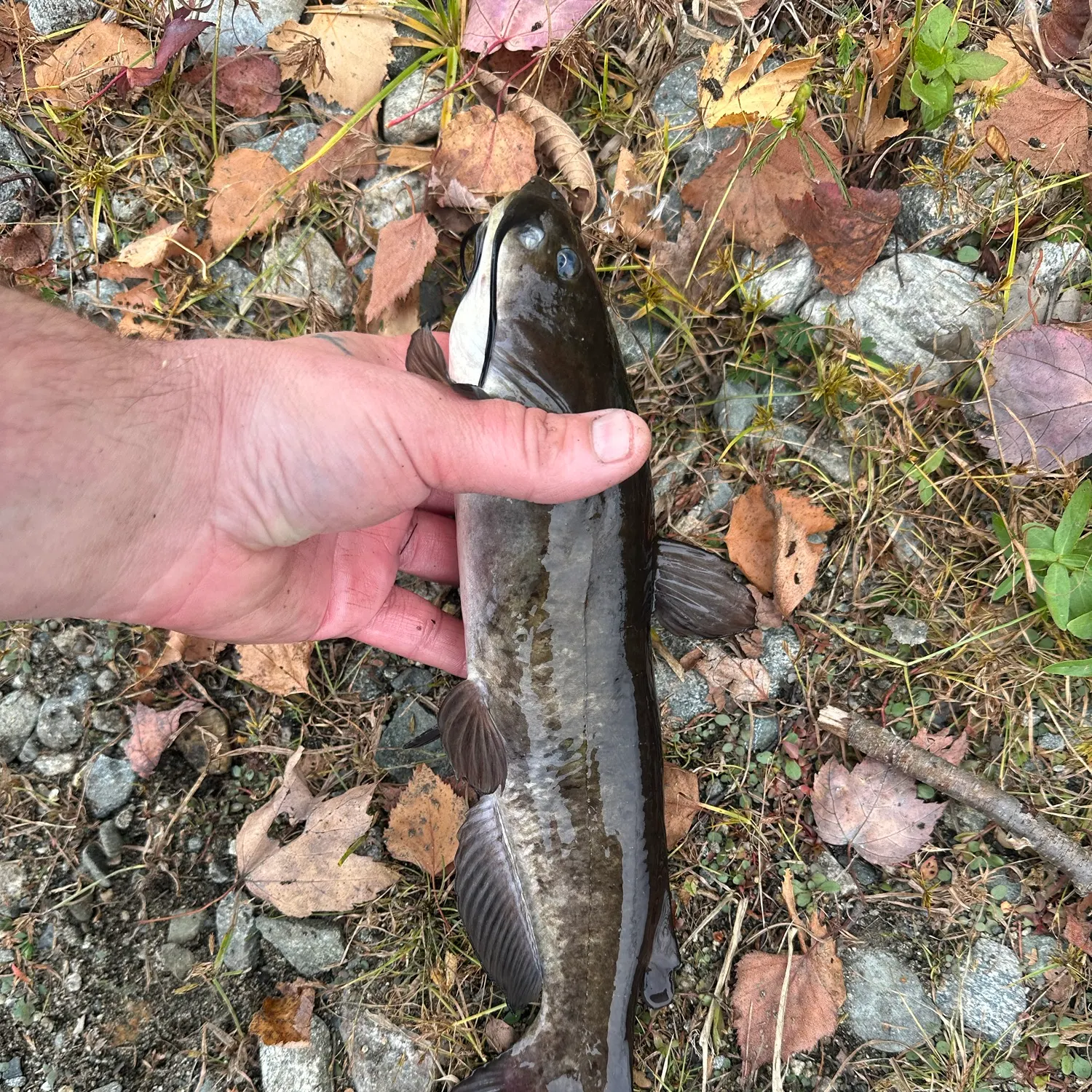 Black bullhead caught on Fishbrain