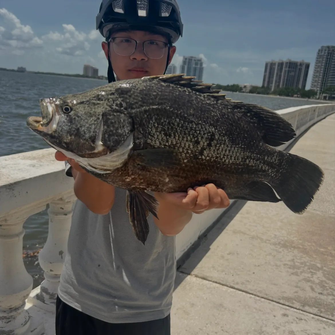 The most recent Atlantic tripletail catches on Fishbrain