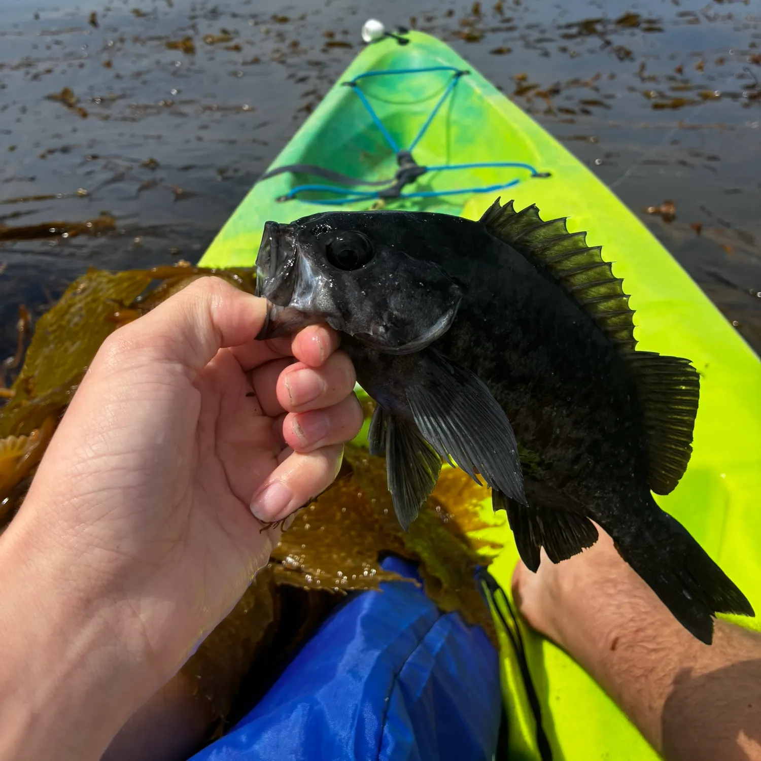 The most recent Black rockfish catches on Fishbrain