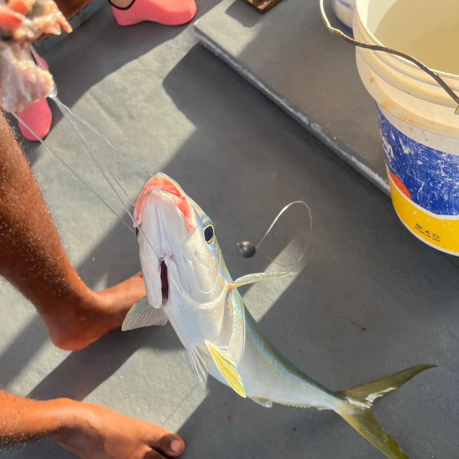 The most recent Rainbow runner catches on Fishbrain