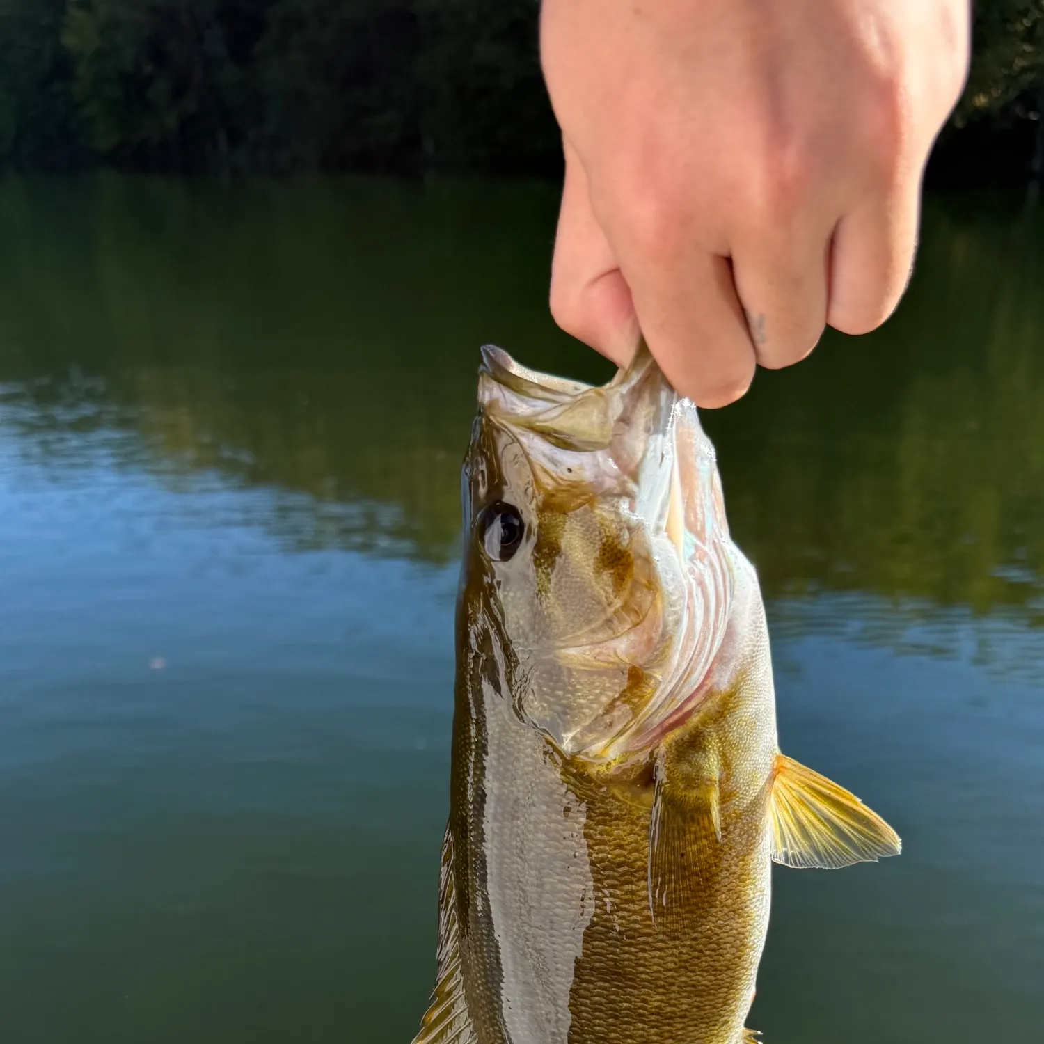 Smallmouth bass caught on Fishbrain