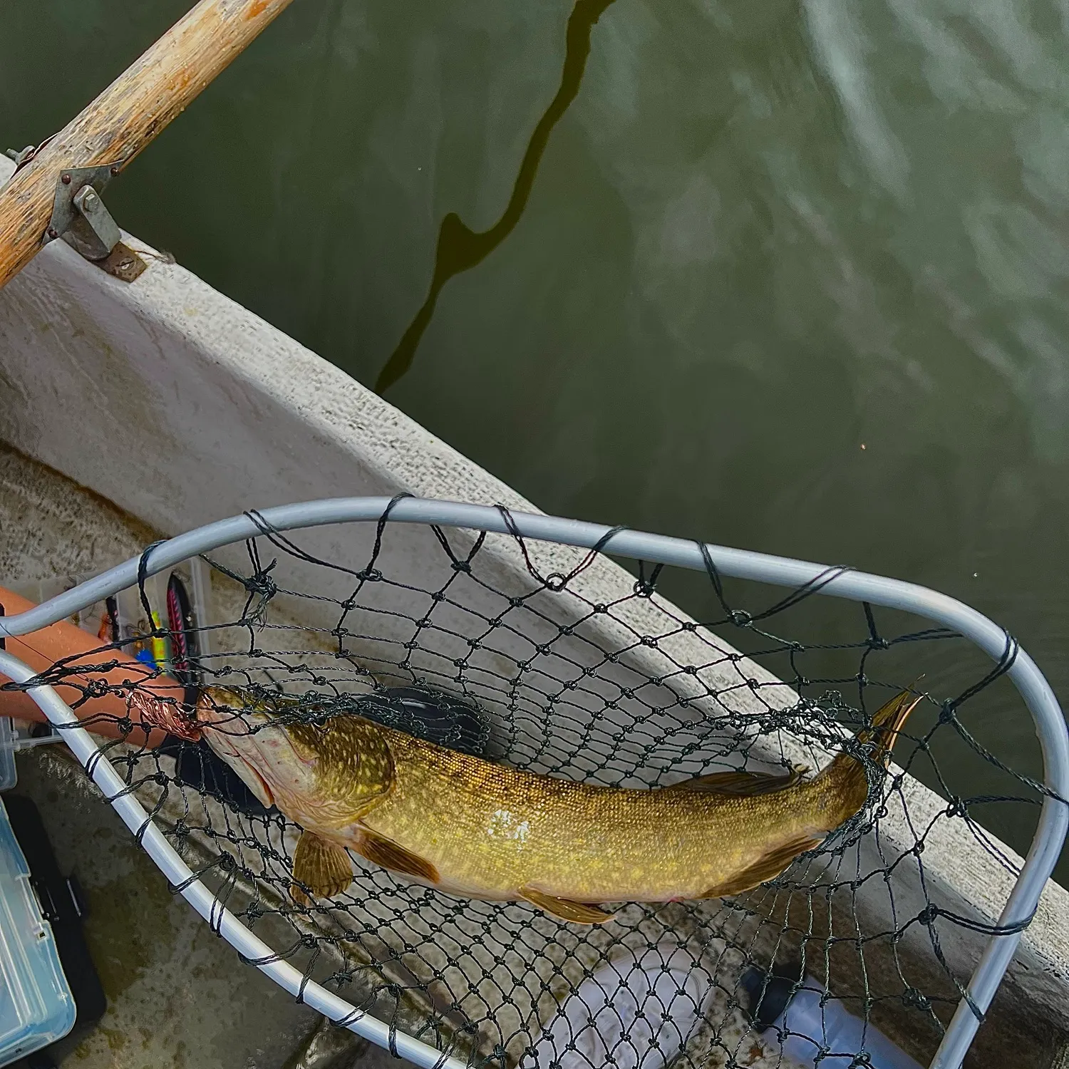 Northern pike caught on Fishbrain