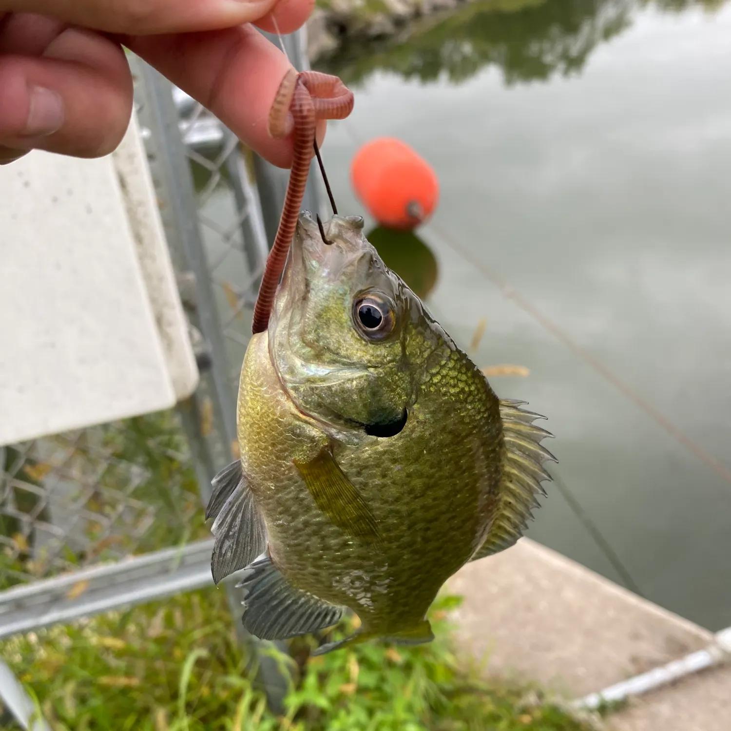 Bluegill caught on Fishbrain