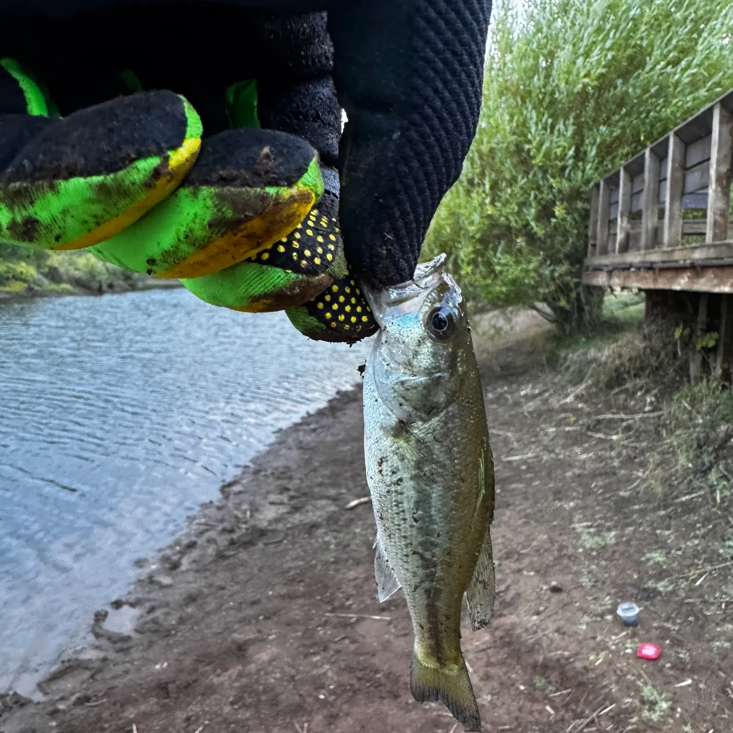 Largemouth bass caught on Fishbrain
