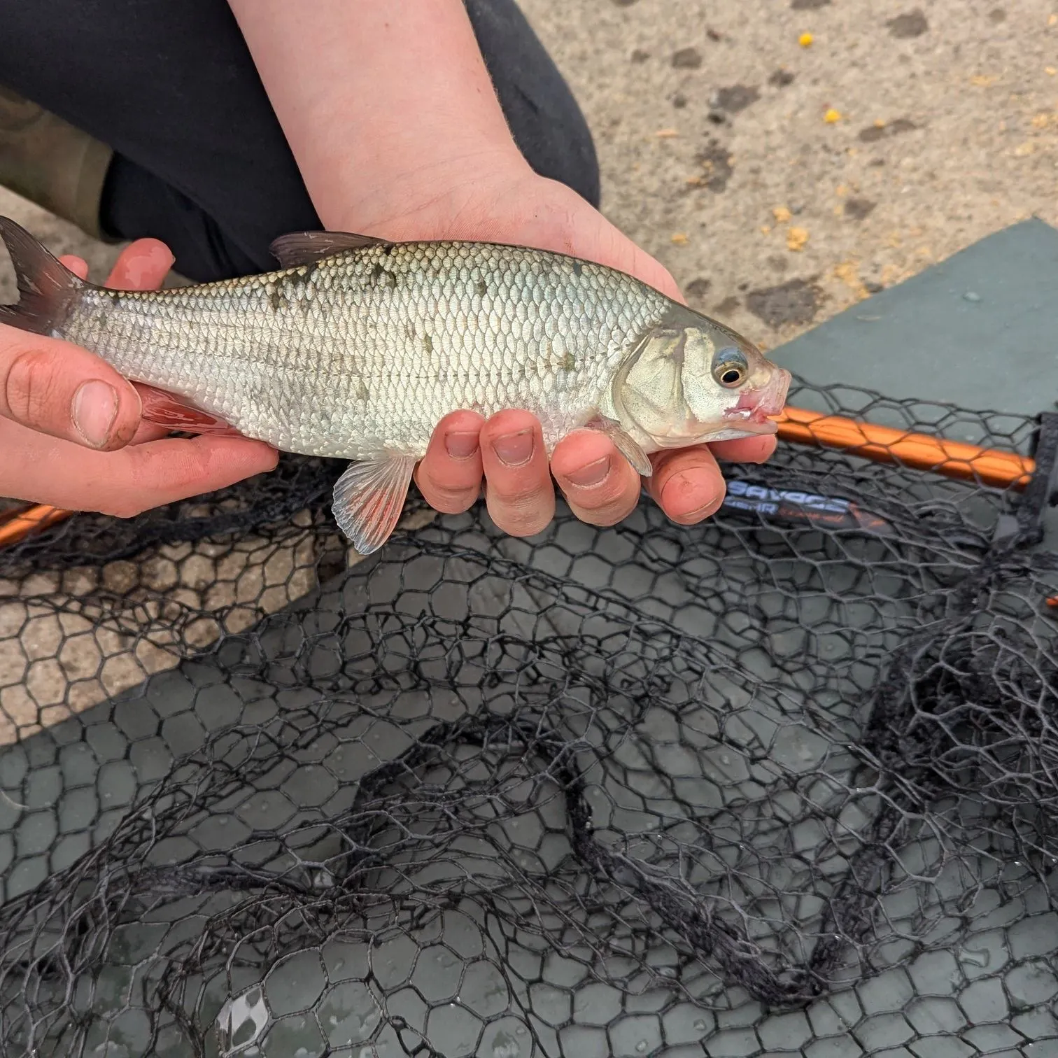 The most recent Ide catches on Fishbrain