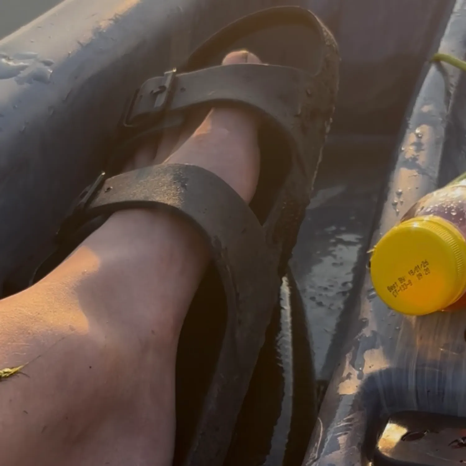 The most recent Alligator gar catches on Fishbrain