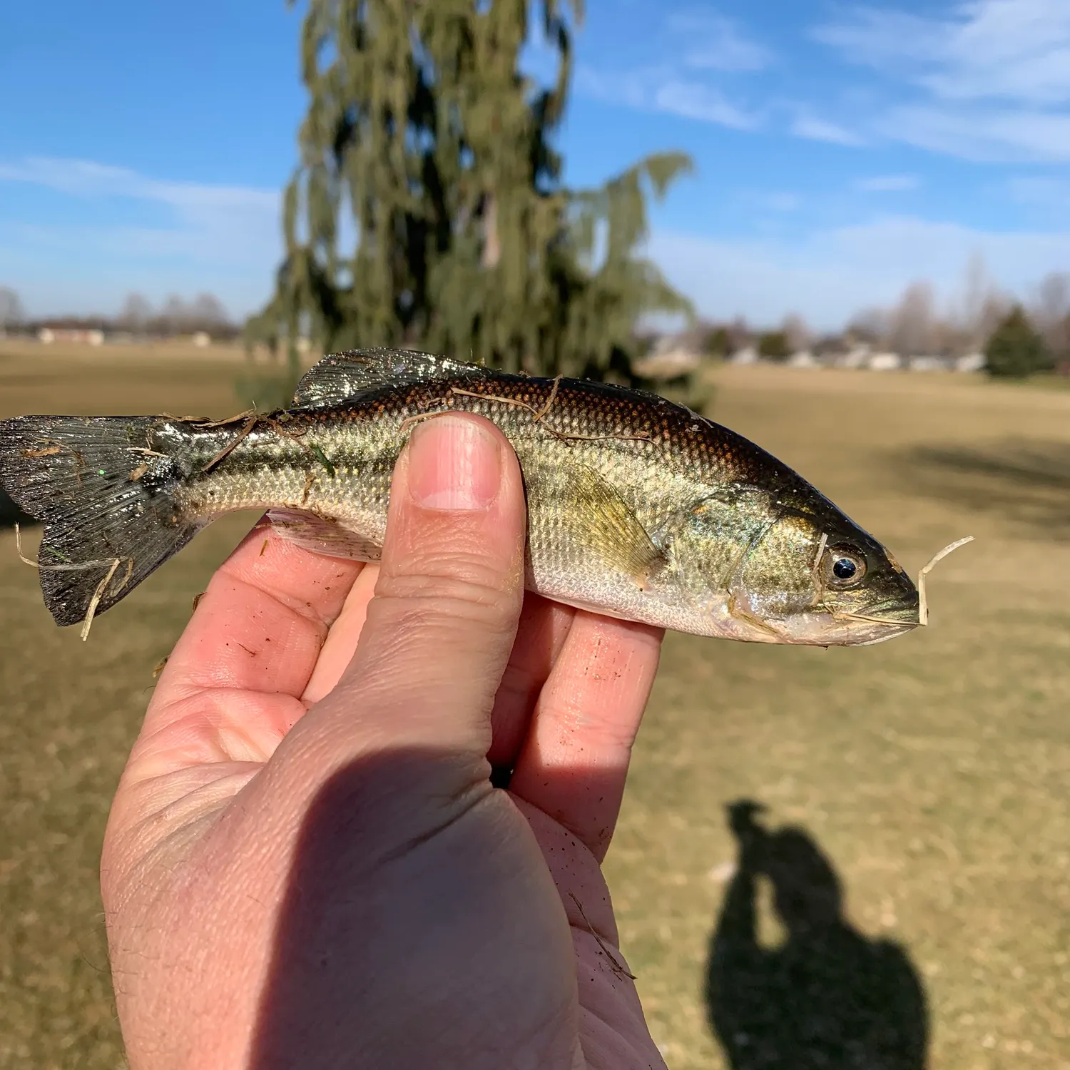 angler catch