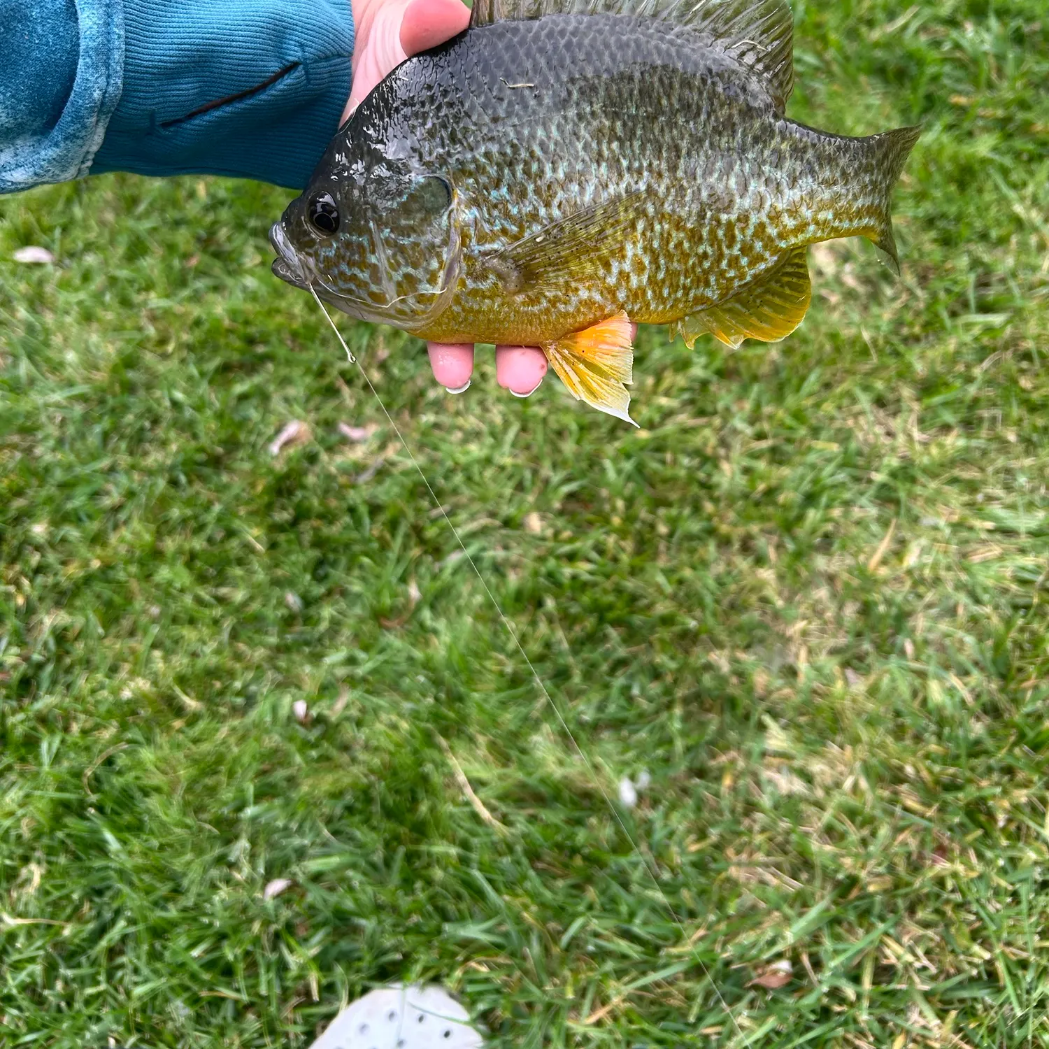 Pumpkinseed caught on Fishbrain