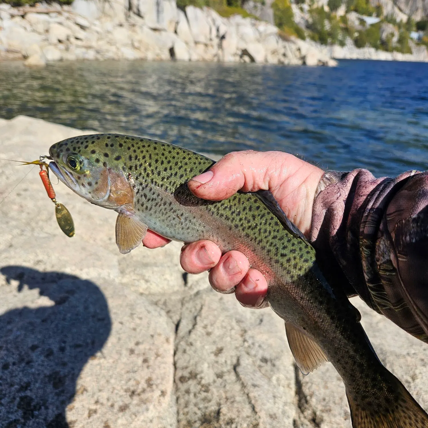 Rainbow trout caught on Fishbrain