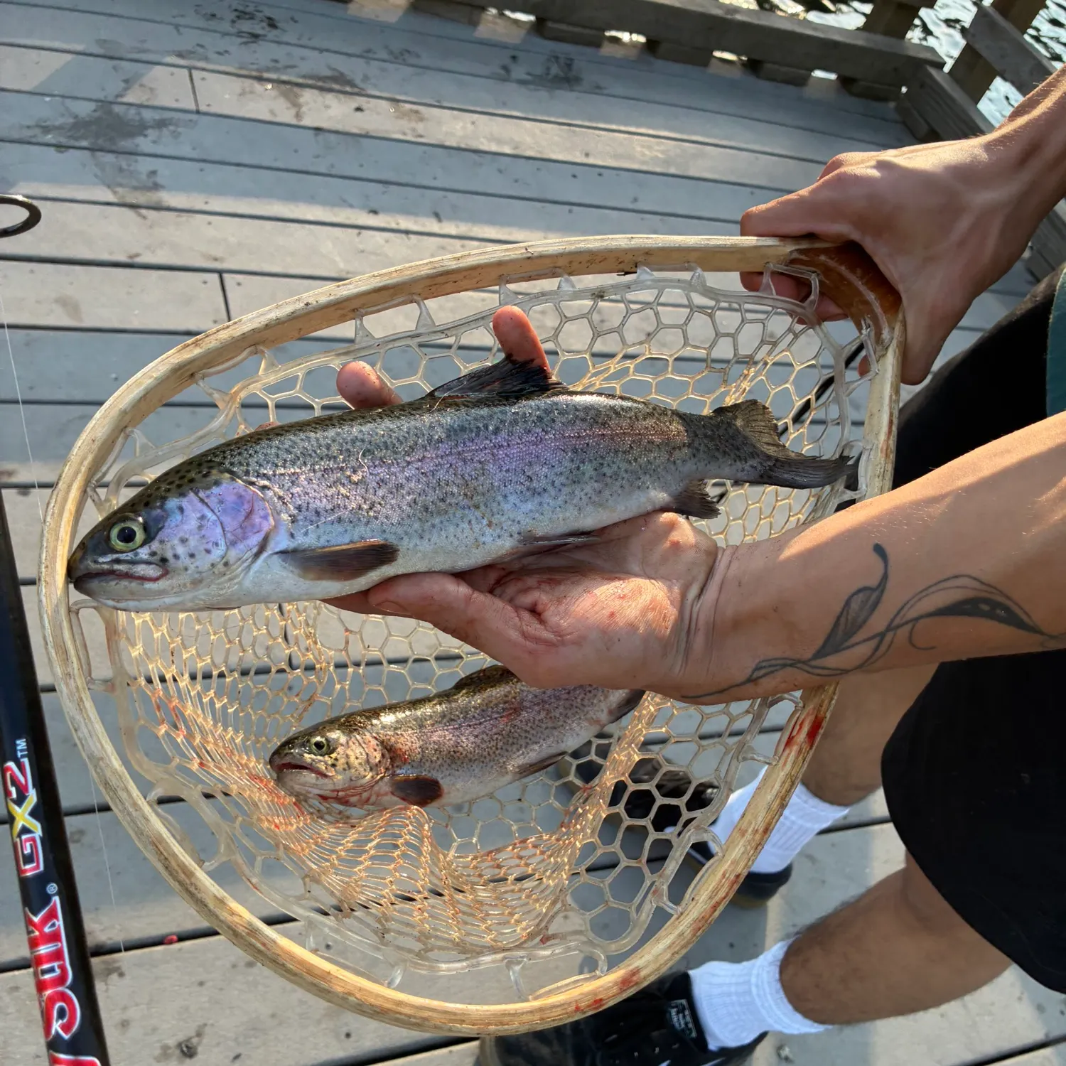 Fish caught on Fishbrain
