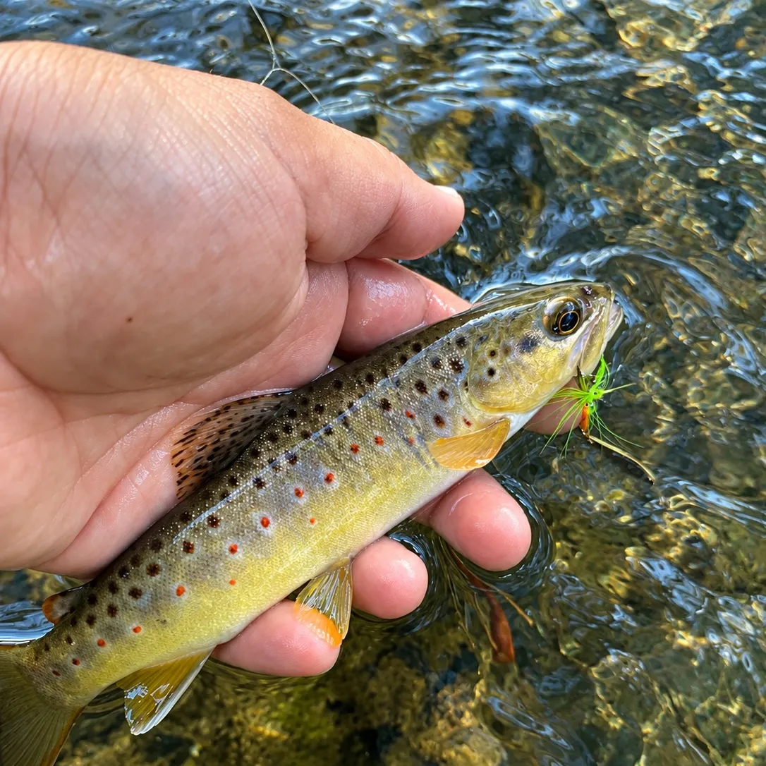 Brown trout caught on Fishbrain