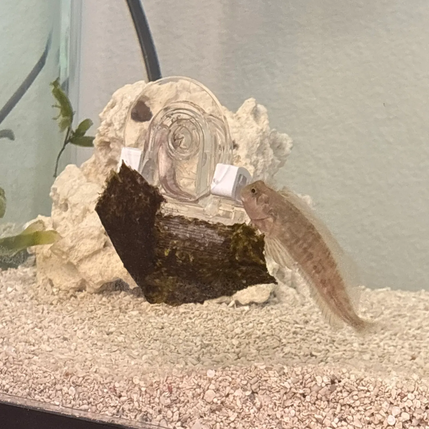 The most recent Sailfin blenny catches on Fishbrain