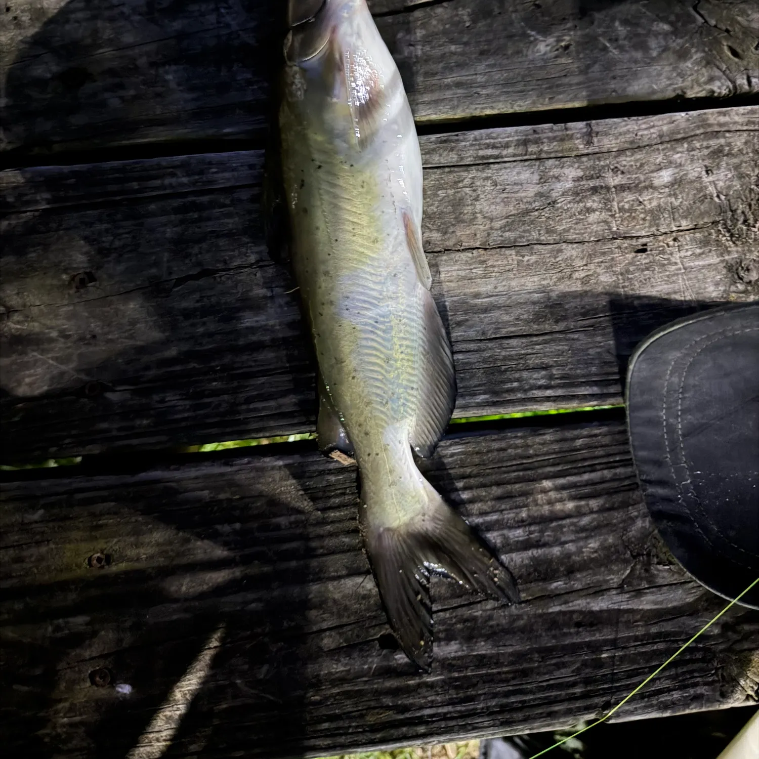Channel catfish caught on Fishbrain