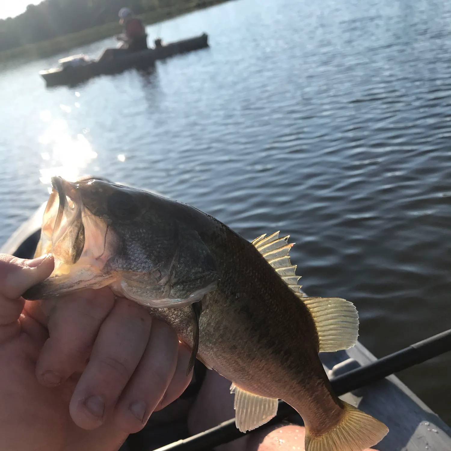 angler catch