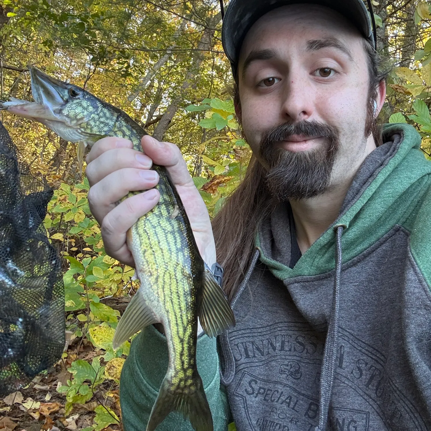 Chain pickerel caught on Fishbrain