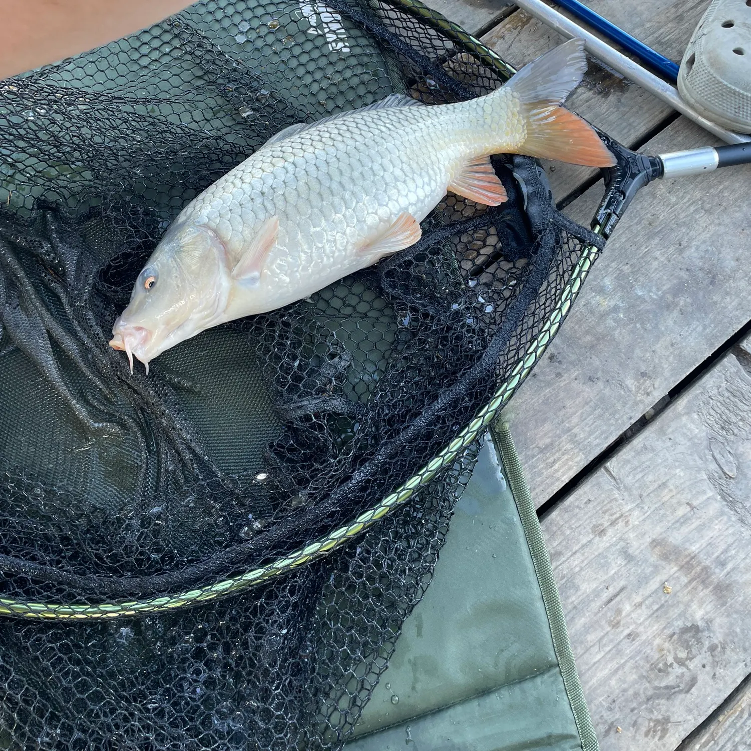 Common carp caught on Fishbrain