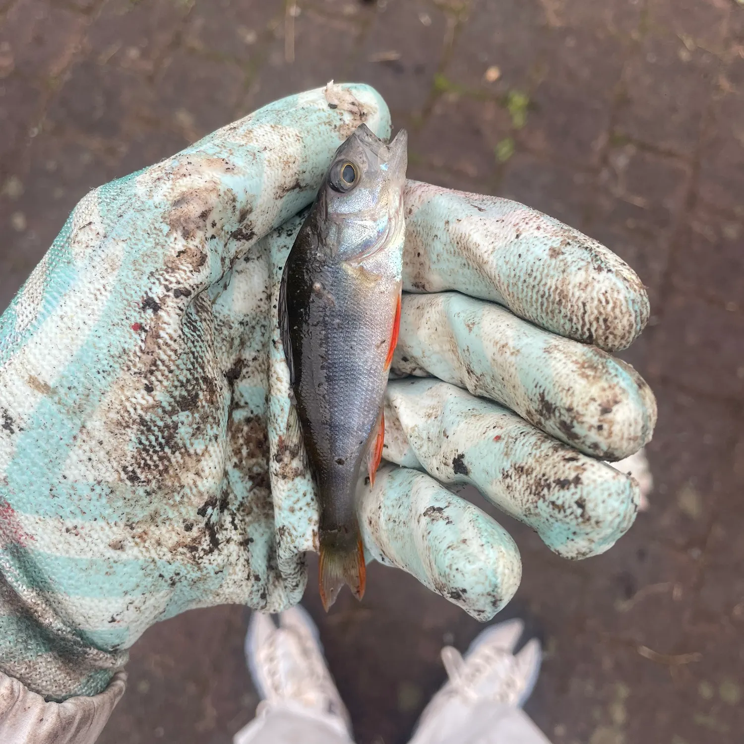 European perch caught on Fishbrain