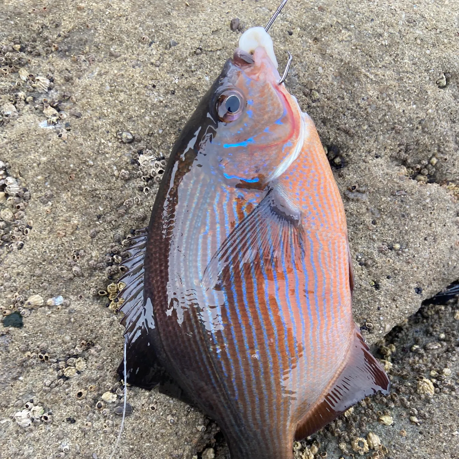 The most recent Striped seaperch catches on Fishbrain