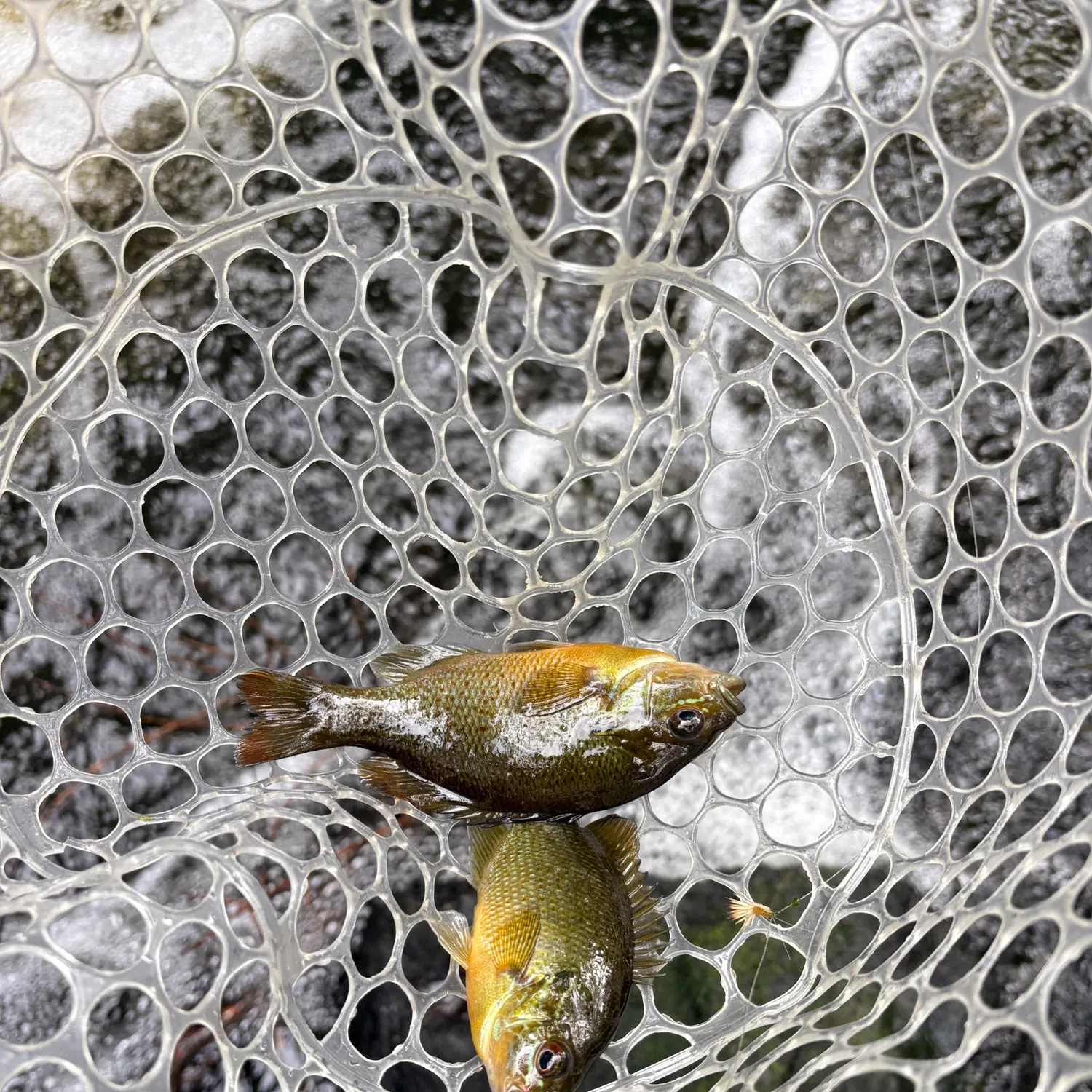 Redbreast sunfish caught on Fishbrain