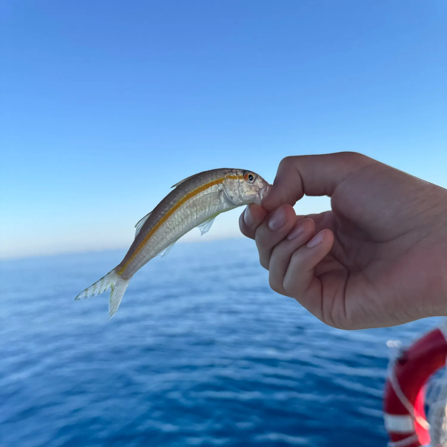 The most recent Striped red mullet catches on Fishbrain