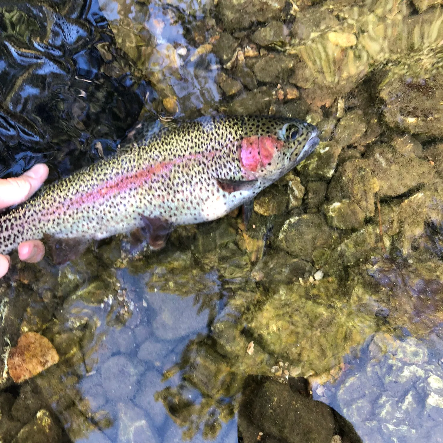Rainbow trout caught on Fishbrain
