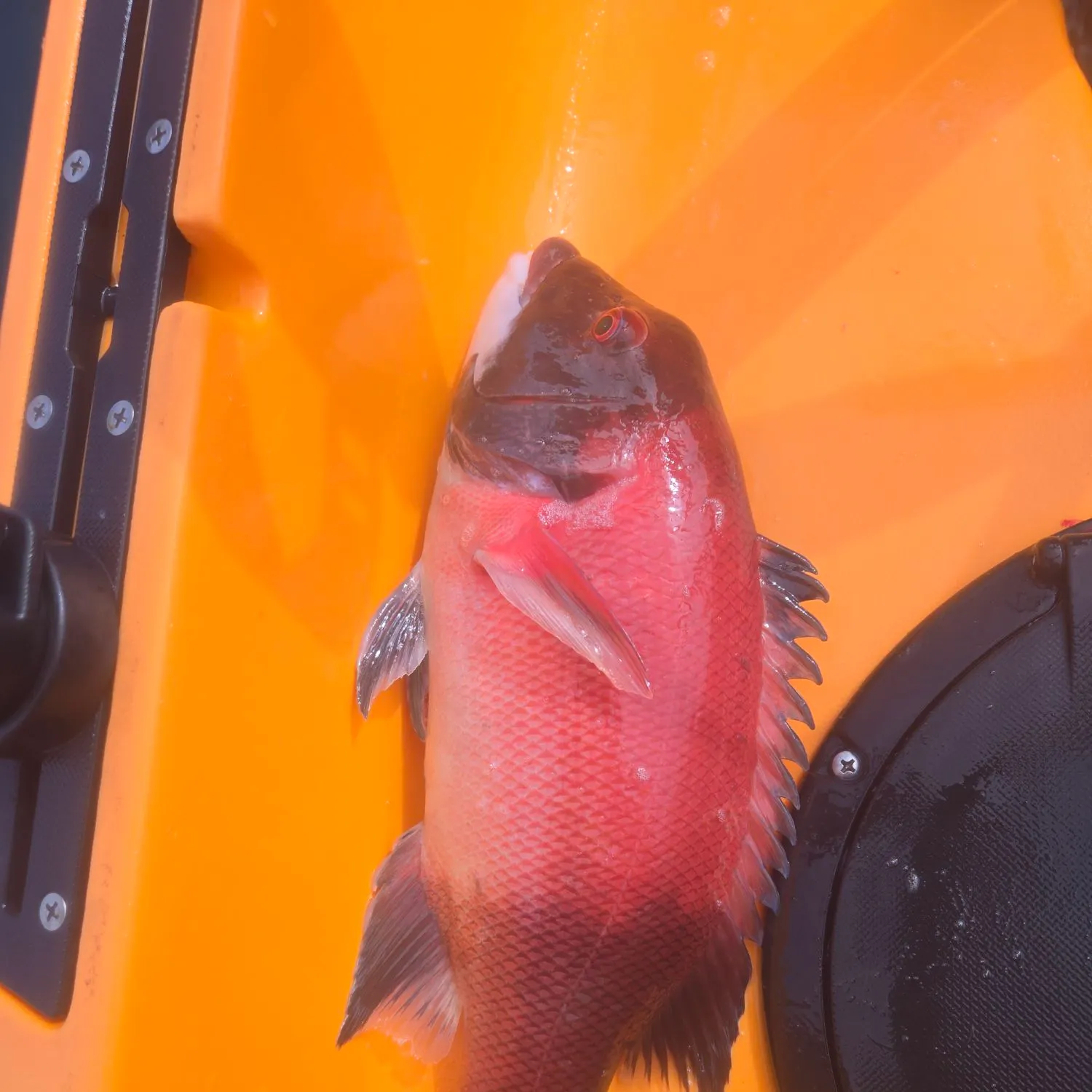 The most recent California sheephead catches on Fishbrain