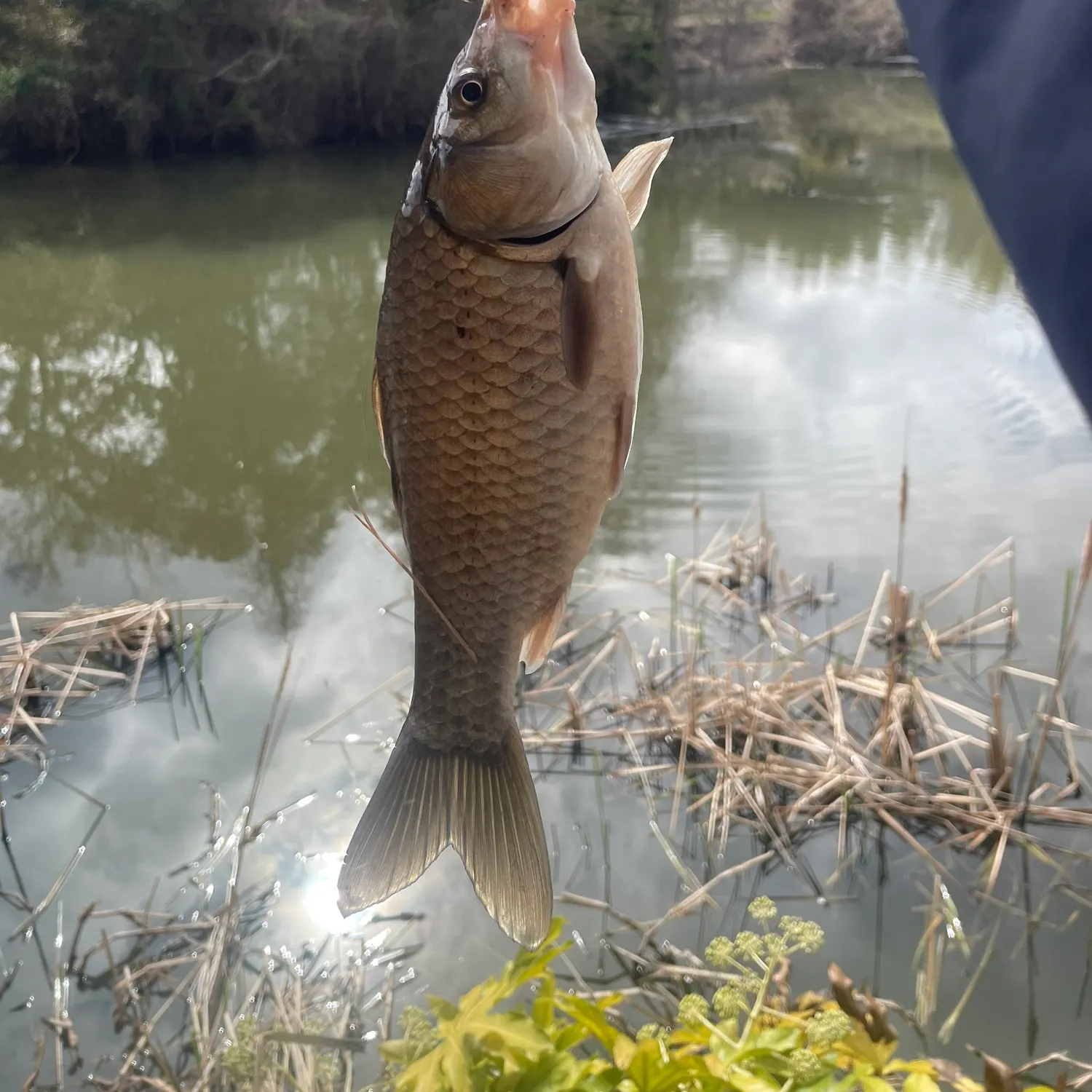 The most recent Japanese white crucian carp catches on Fishbrain