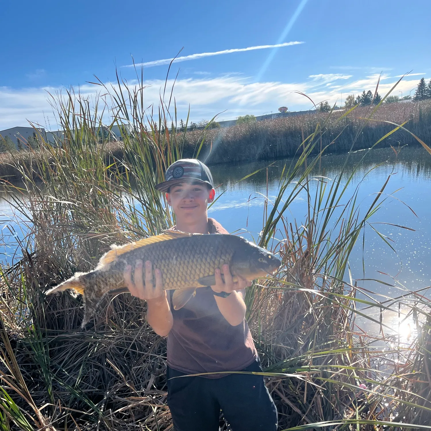 Common carp caught on Fishbrain