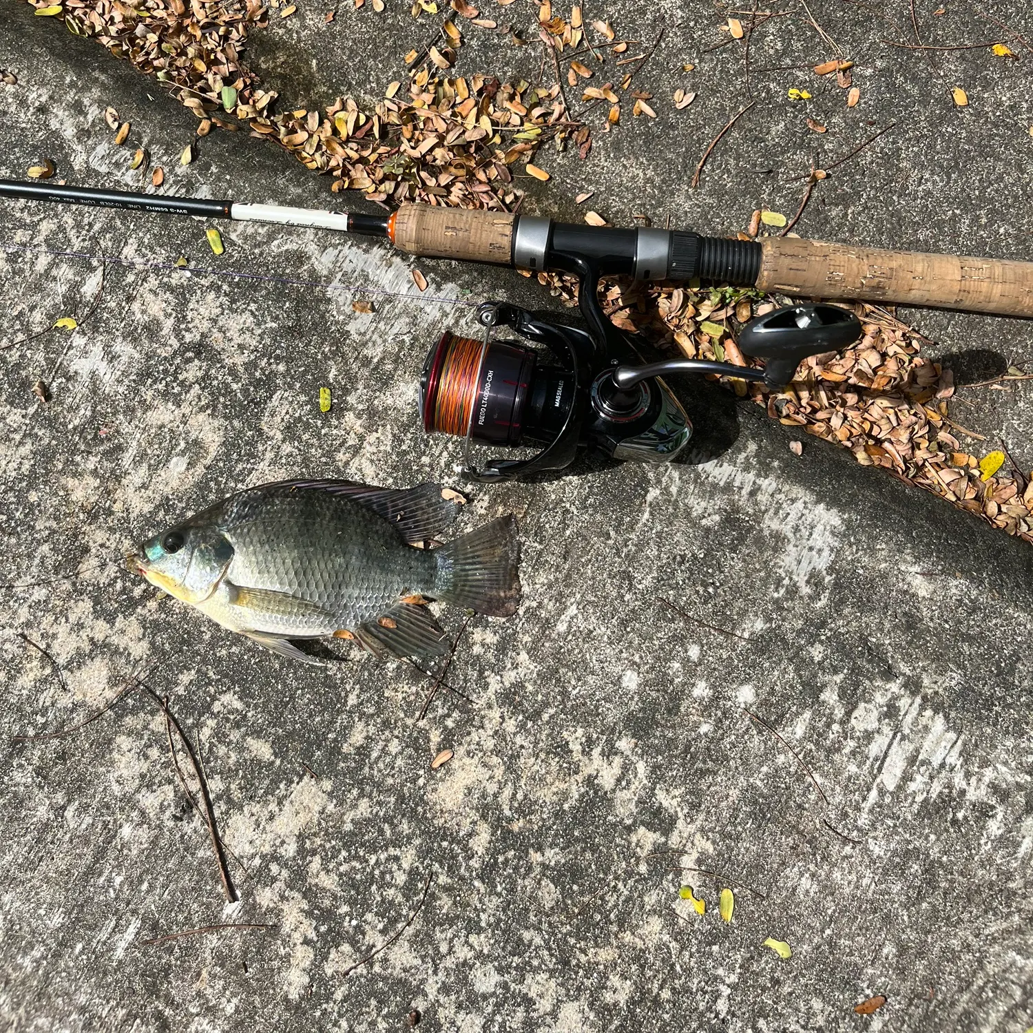 recently logged catches