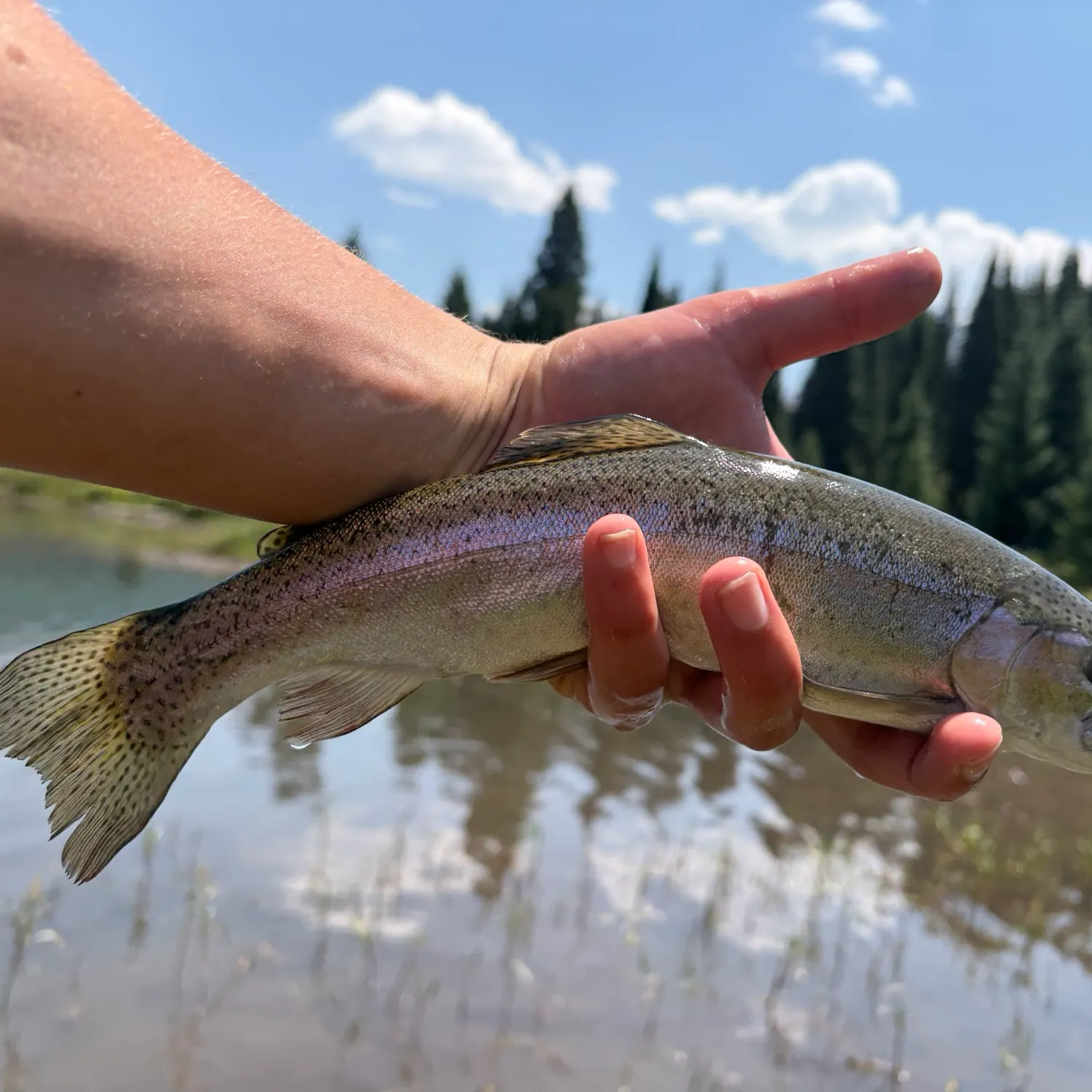 Rainbow trout caught on Fishbrain