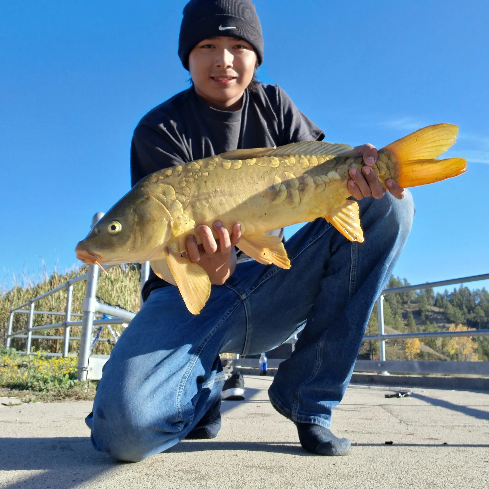 Mirror carp caught on Fishbrain
