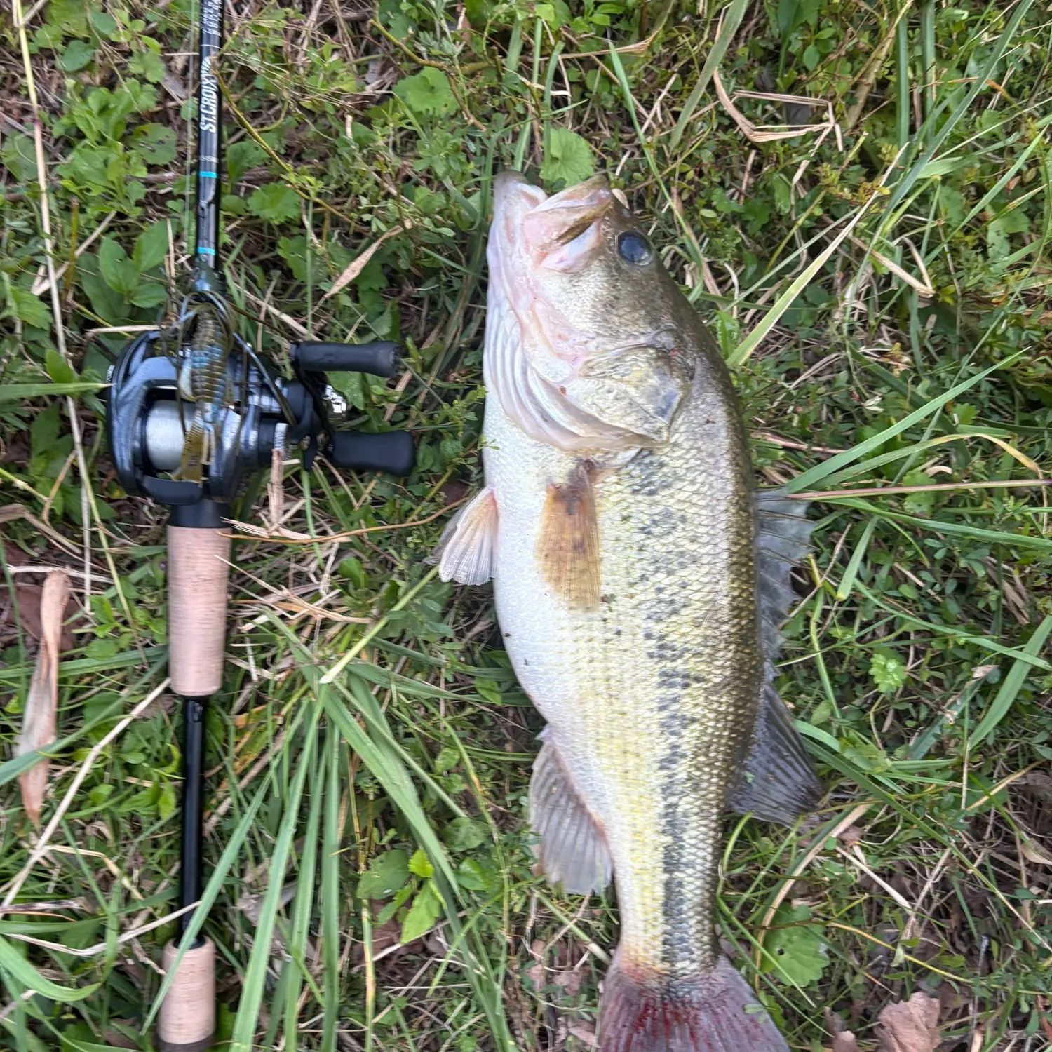 Largemouth bass caught on Fishbrain