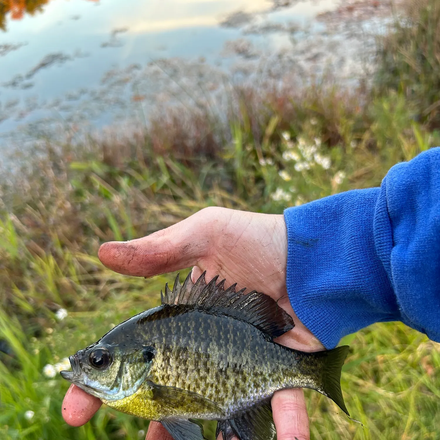 Bluegill caught on Fishbrain