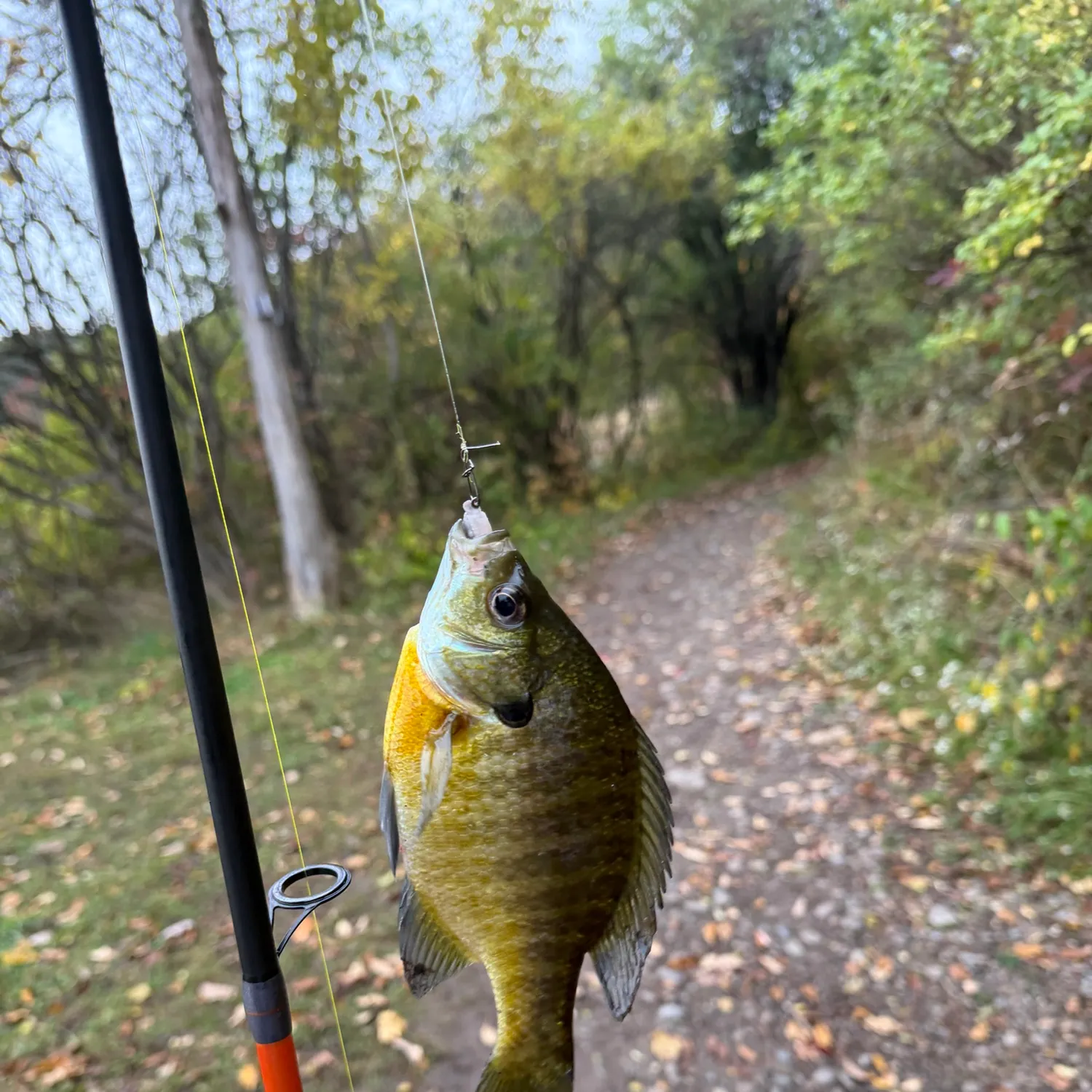 Bluegill caught on Fishbrain