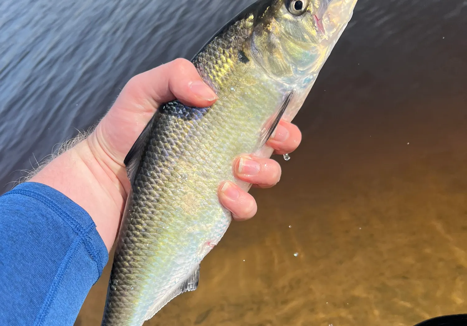 American shad