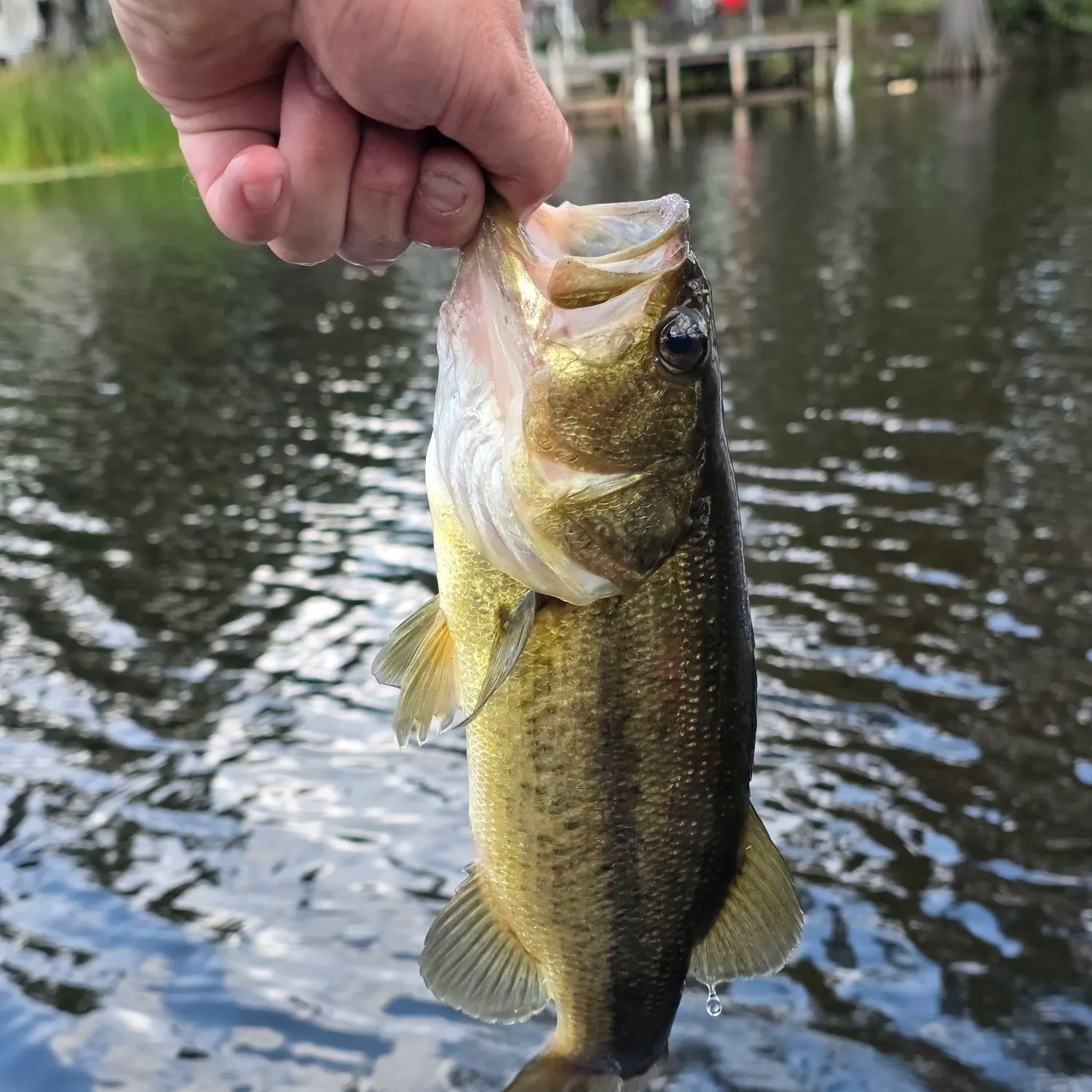 Largemouth bass caught on Fishbrain