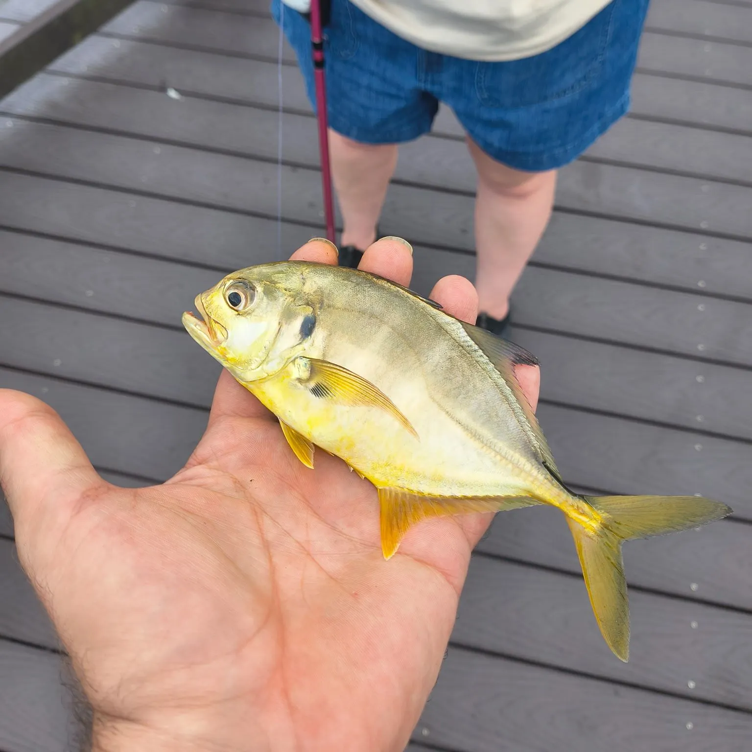 Crevalle jack caught on Fishbrain