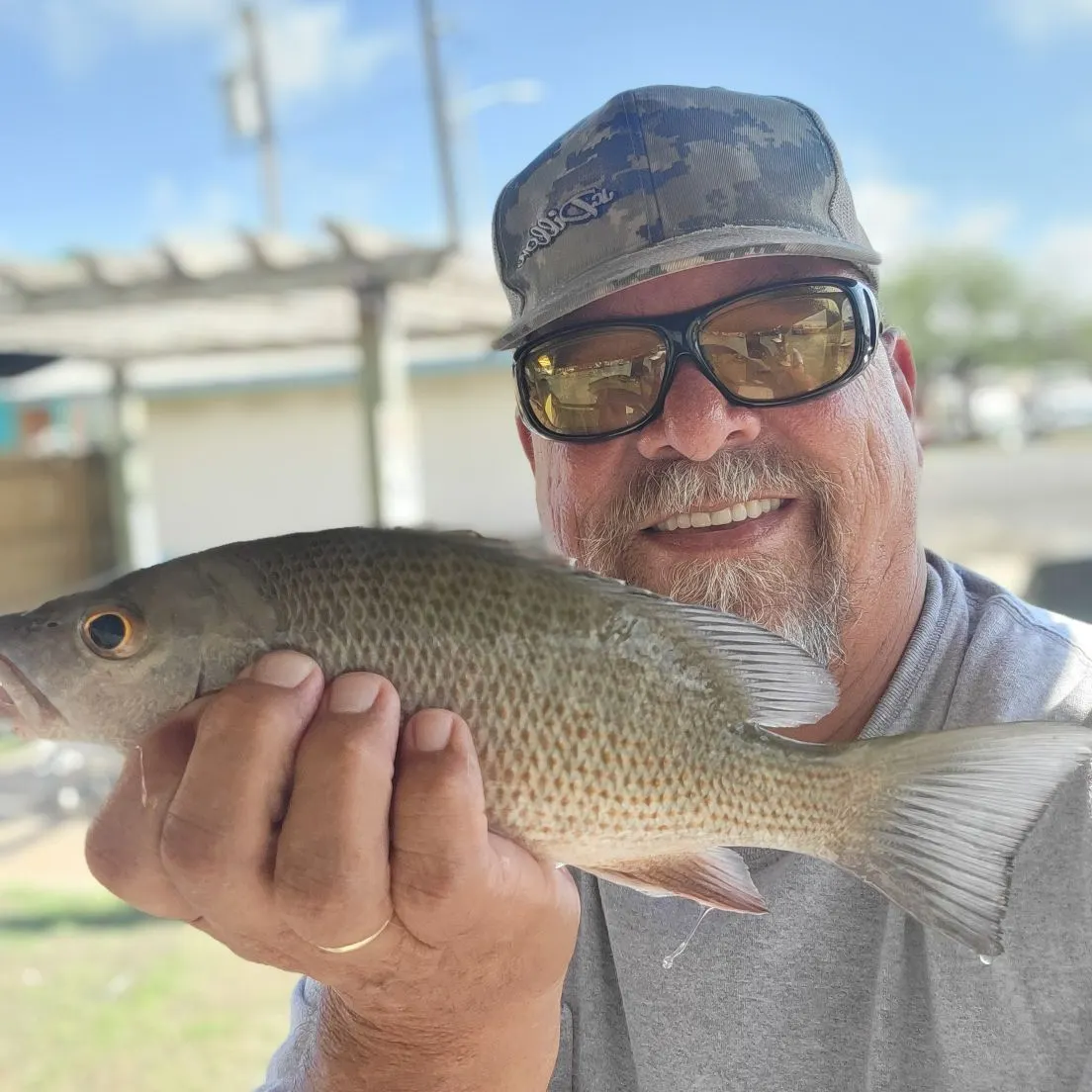 Mangrove snapper caught on Fishbrain