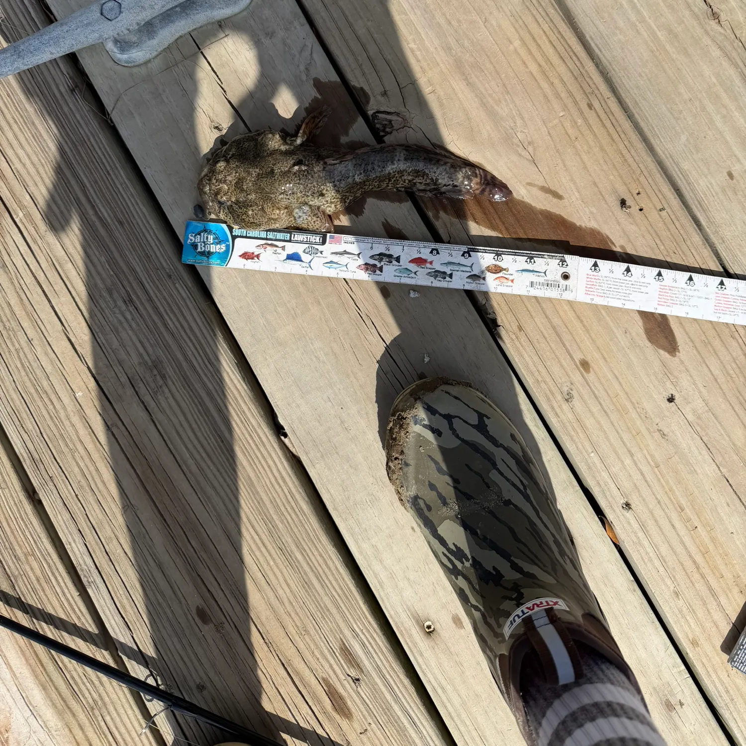 The most recent Oyster toadfish catches on Fishbrain