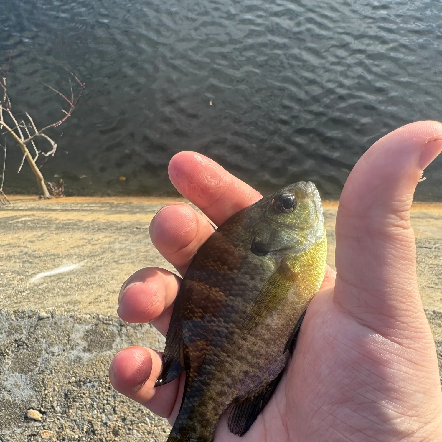 Bluegill caught on Fishbrain