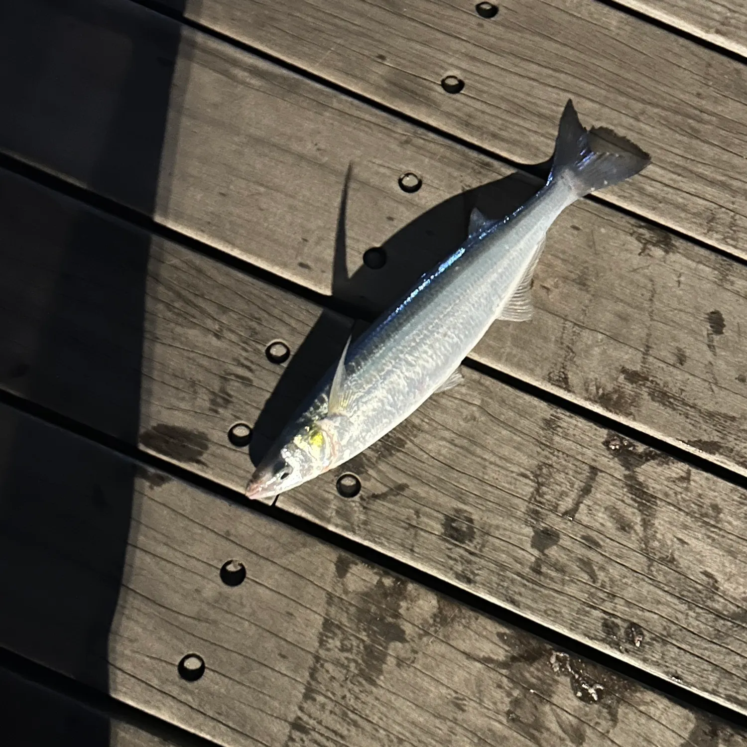 The most recent Surf smelt catches on Fishbrain