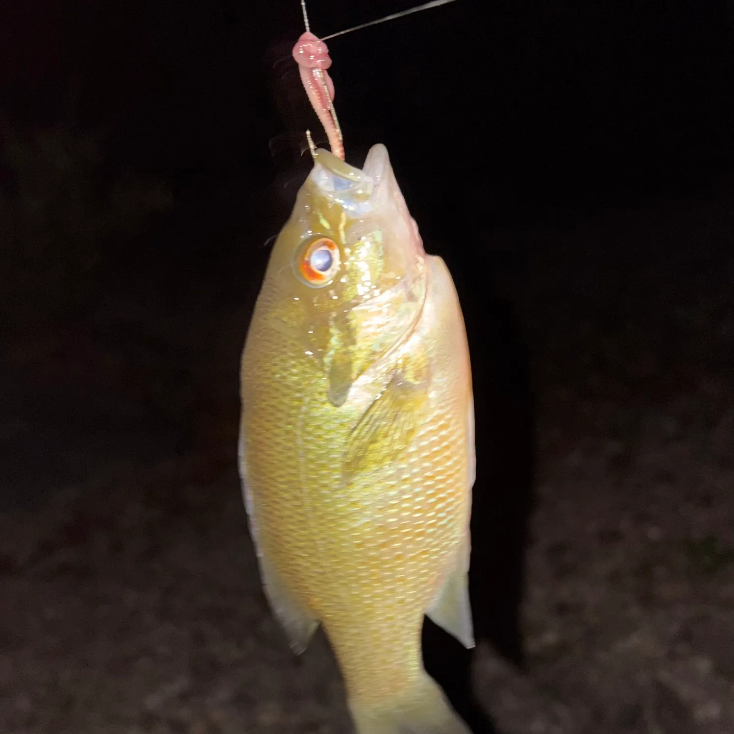 Redbreast sunfish caught on Fishbrain